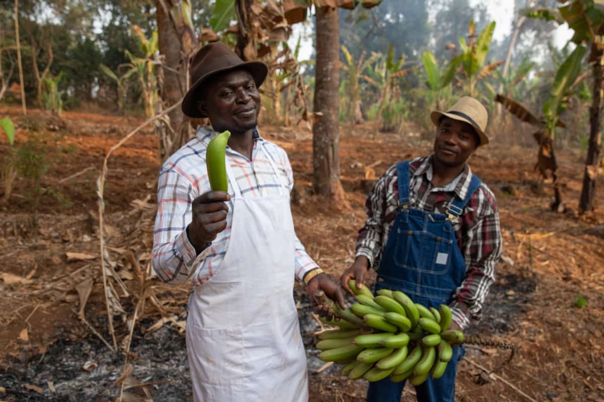 Farmer Holding Bunch of Bananas