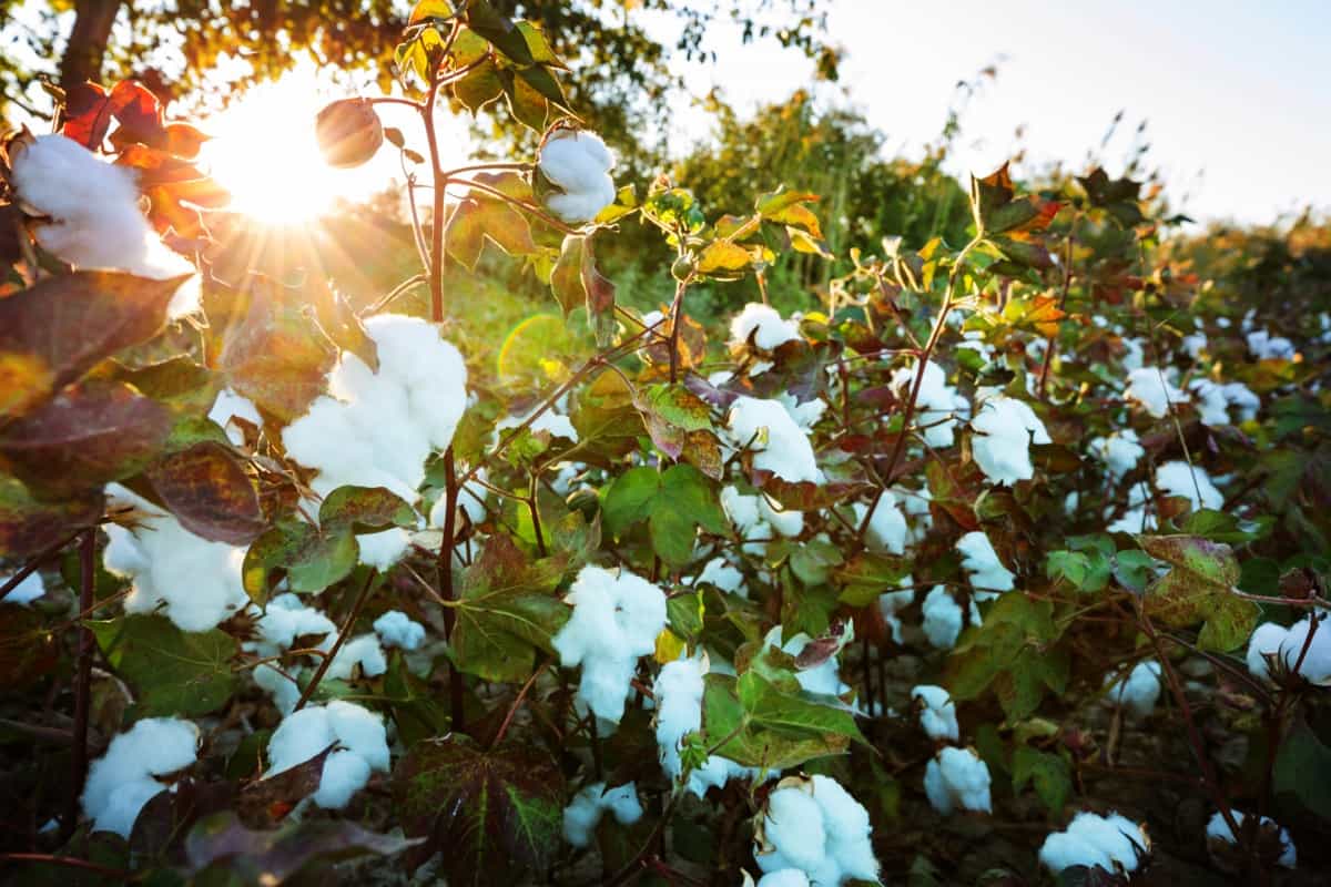 Guide to Cotton Farming