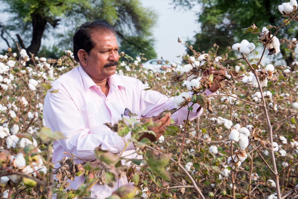 Farmer in a cotton farm