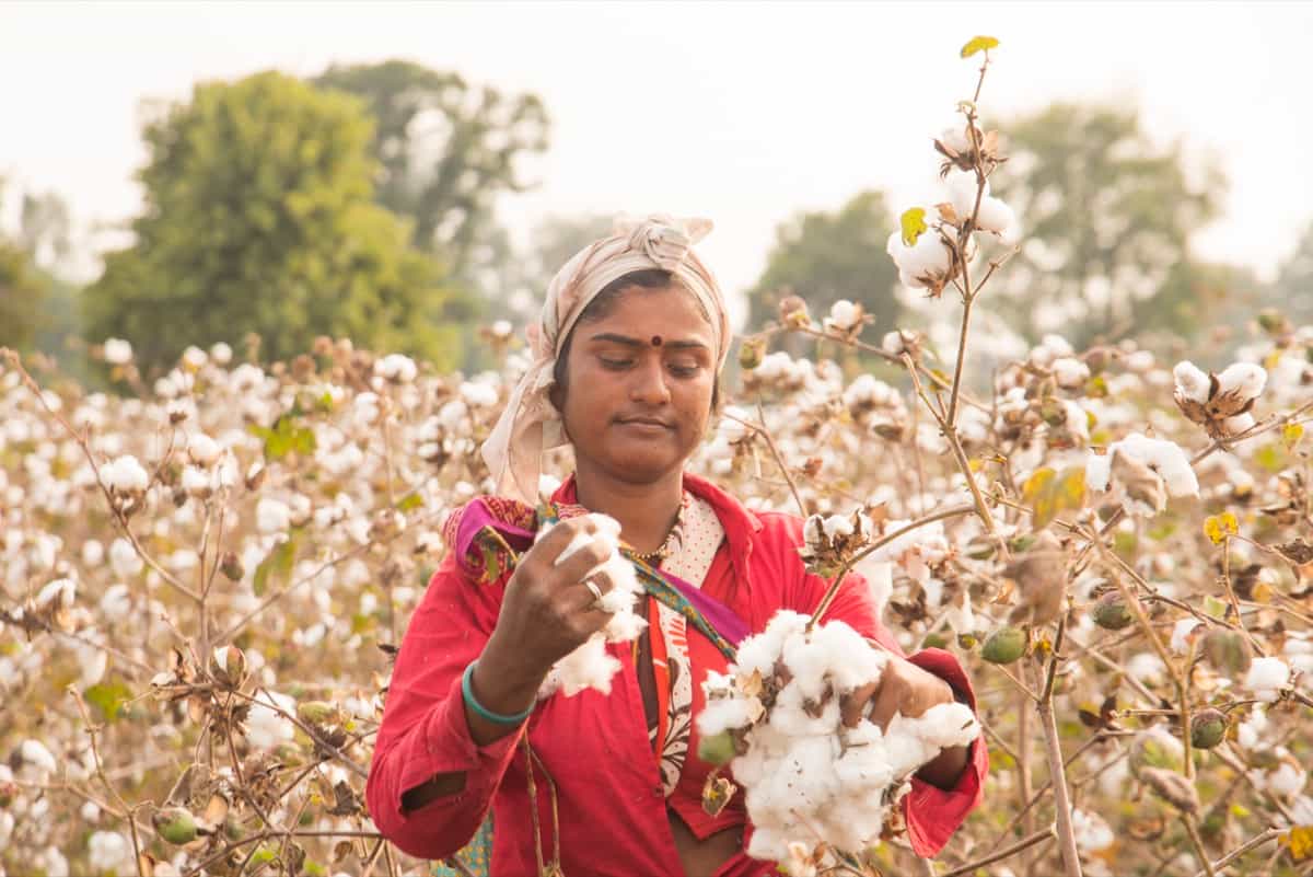 arvesting cotton in a cotton farm