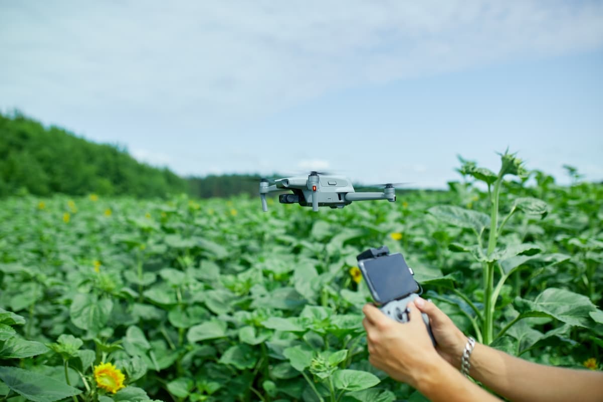 Drone on Field of Sunflowers