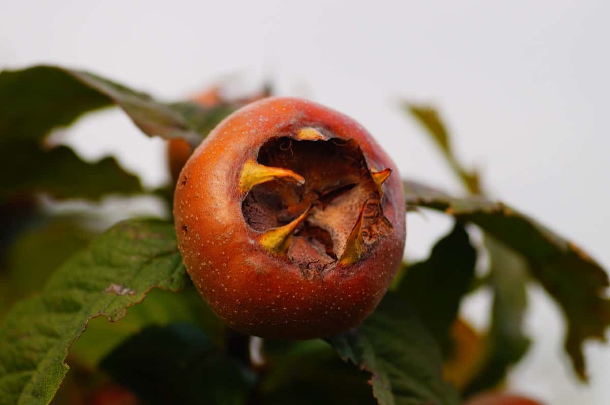 Apple Infected by the Apple scab 