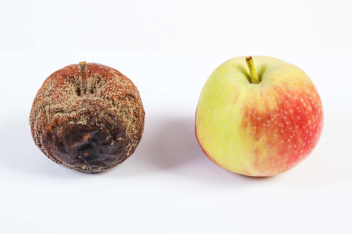 Apple affected by diseases