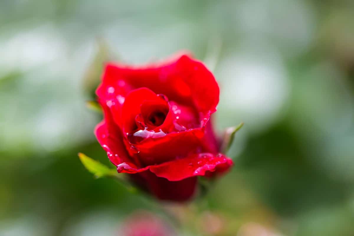 Arka Savi Rose Flower