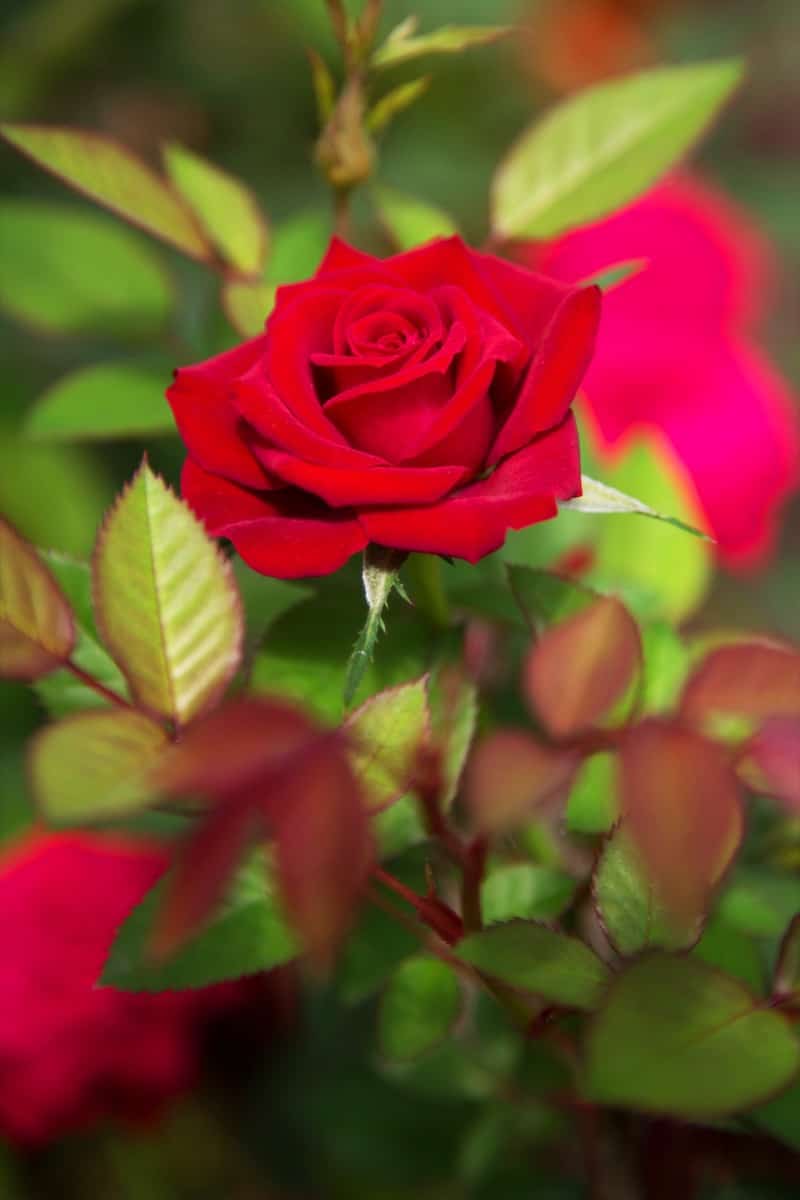 Arka Savi Rose Plant