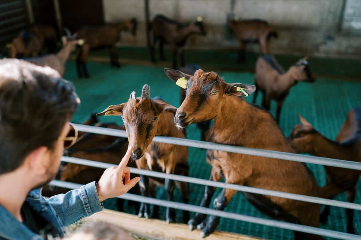 Art of Goat Farming