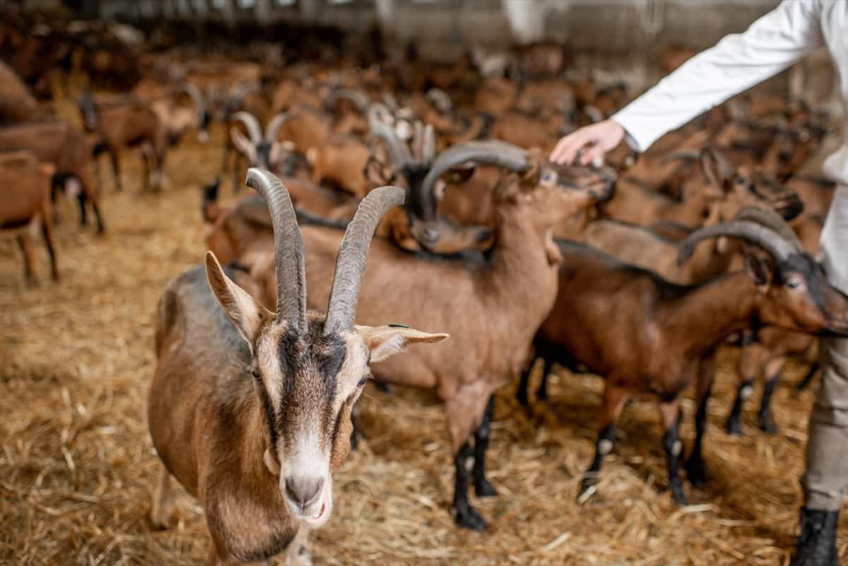 Stroking goats with hand 