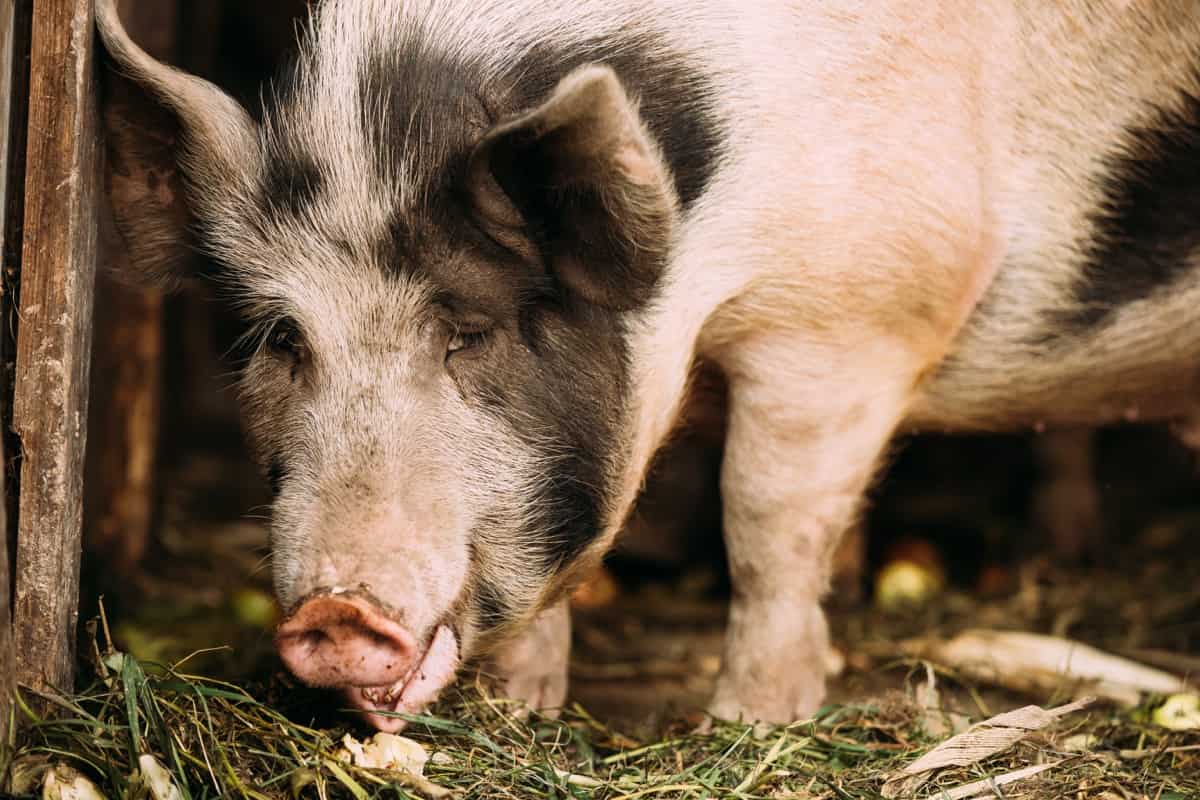Auckland Island Pig Facts