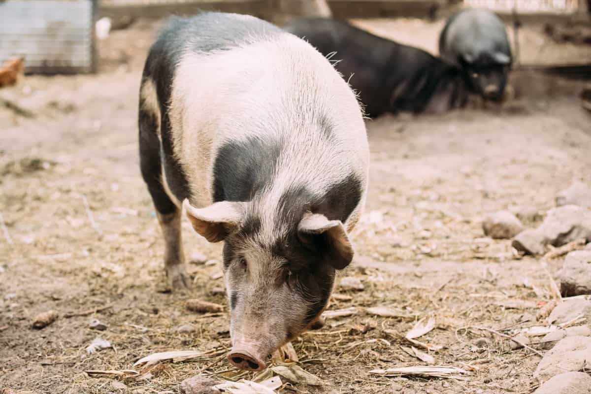 Auckland Island Pig