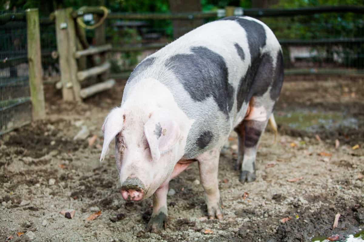 Auckland Island Pig Farming