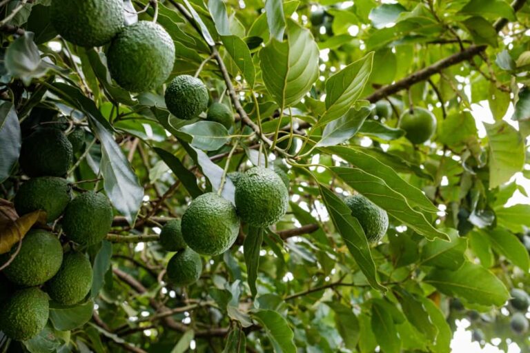 Maximizing Profits with Avocado Contract Farming in India: A Comprehensive Guide