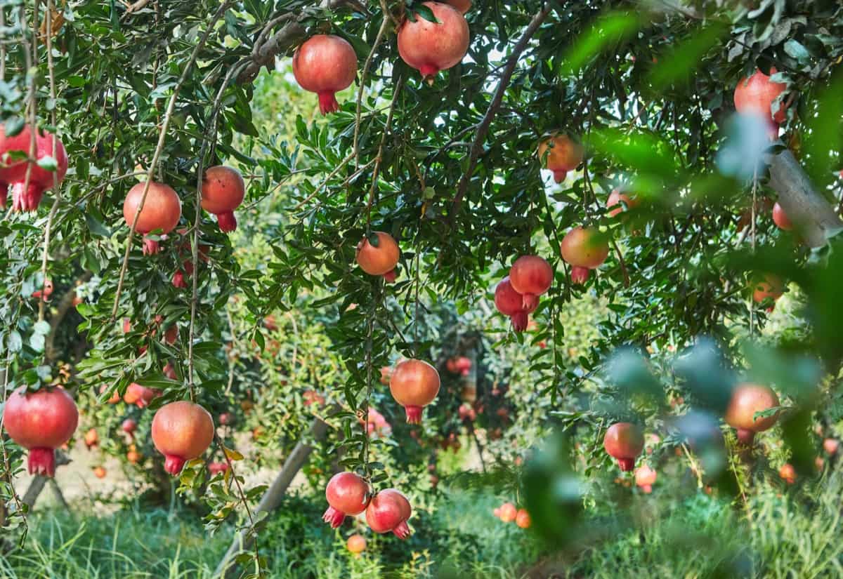 Pomegranate Plantation