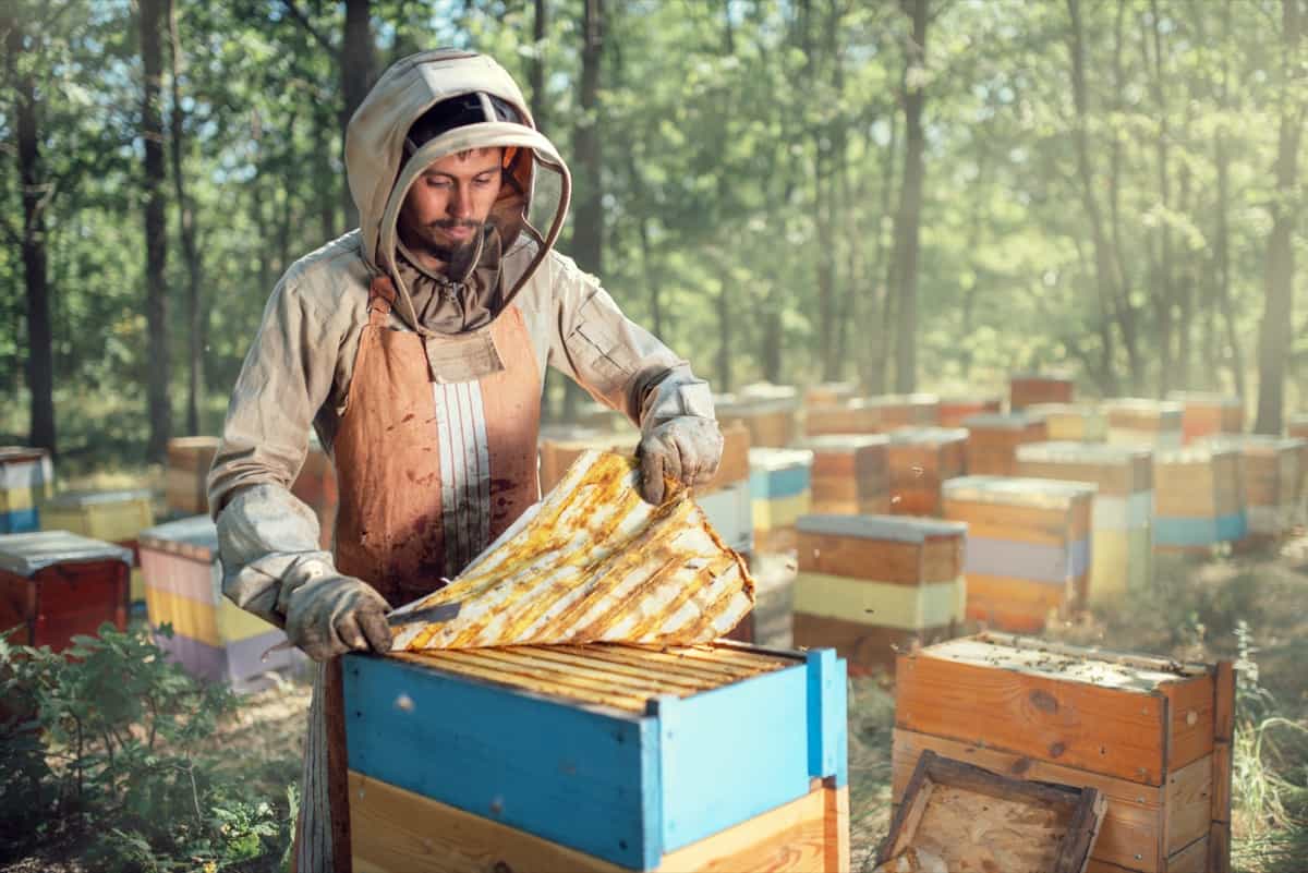 Beekeeping in Saudi Arabia