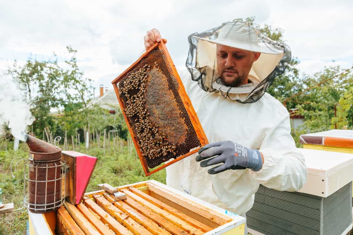 beekeeper in apiary holds a honeycomb full of insects and hone