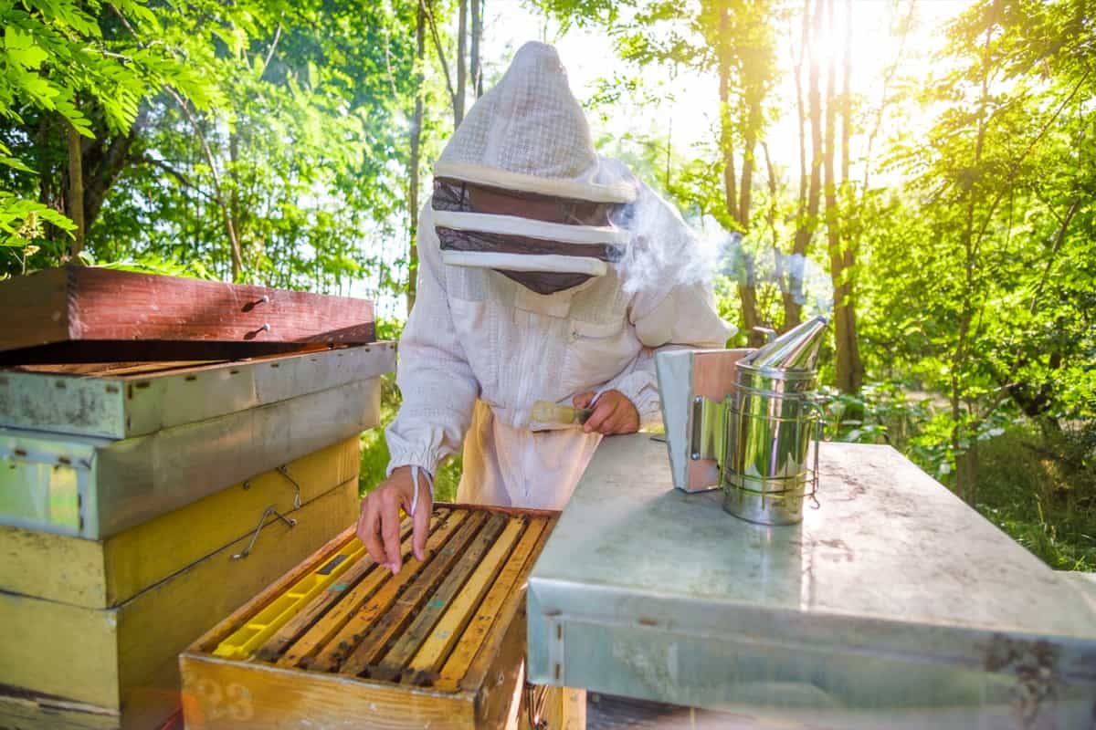 Beekeeper in work