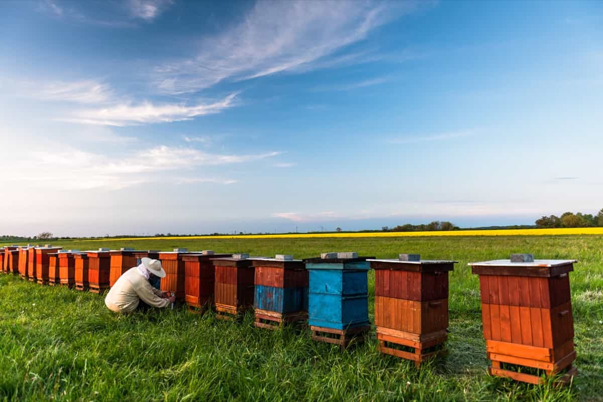Beekeeper or Apiarist Working on Beehives Outdoor at Meadow