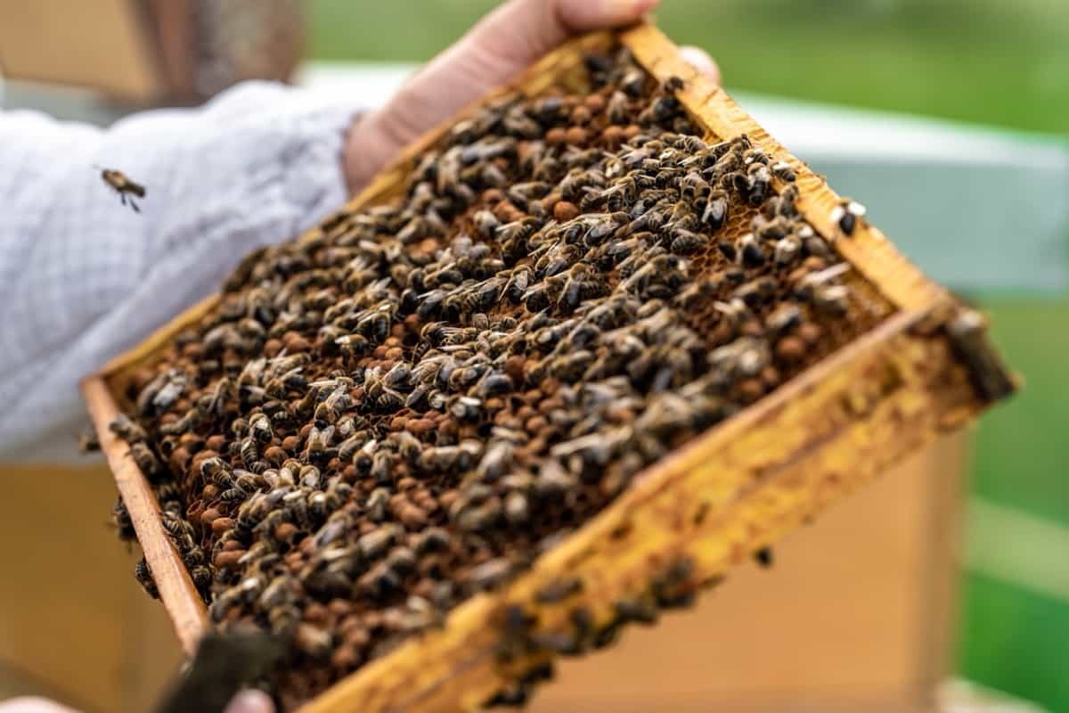 beekeepers inspect bees on a wax frame in a beekeeping