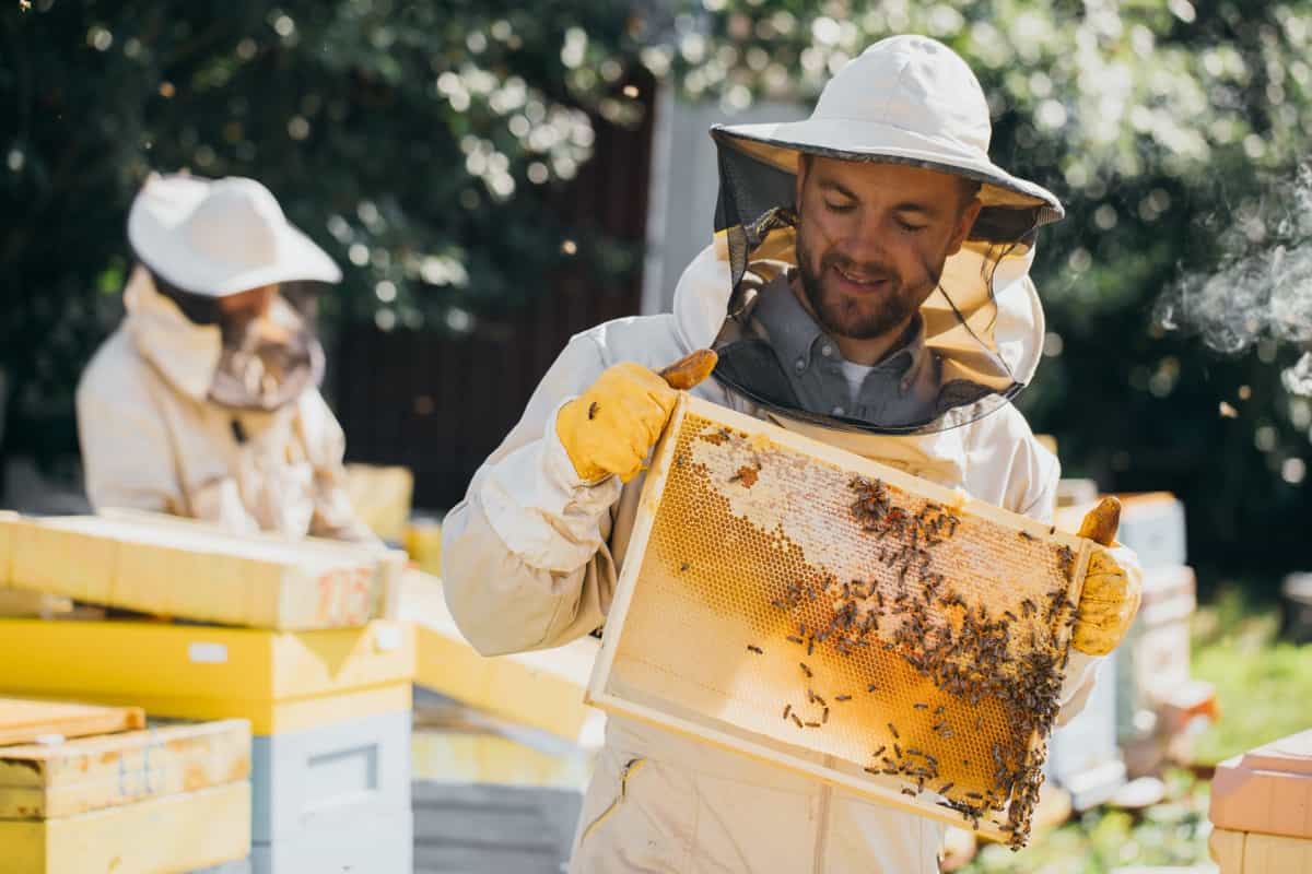 Beekeeping in the Philippines