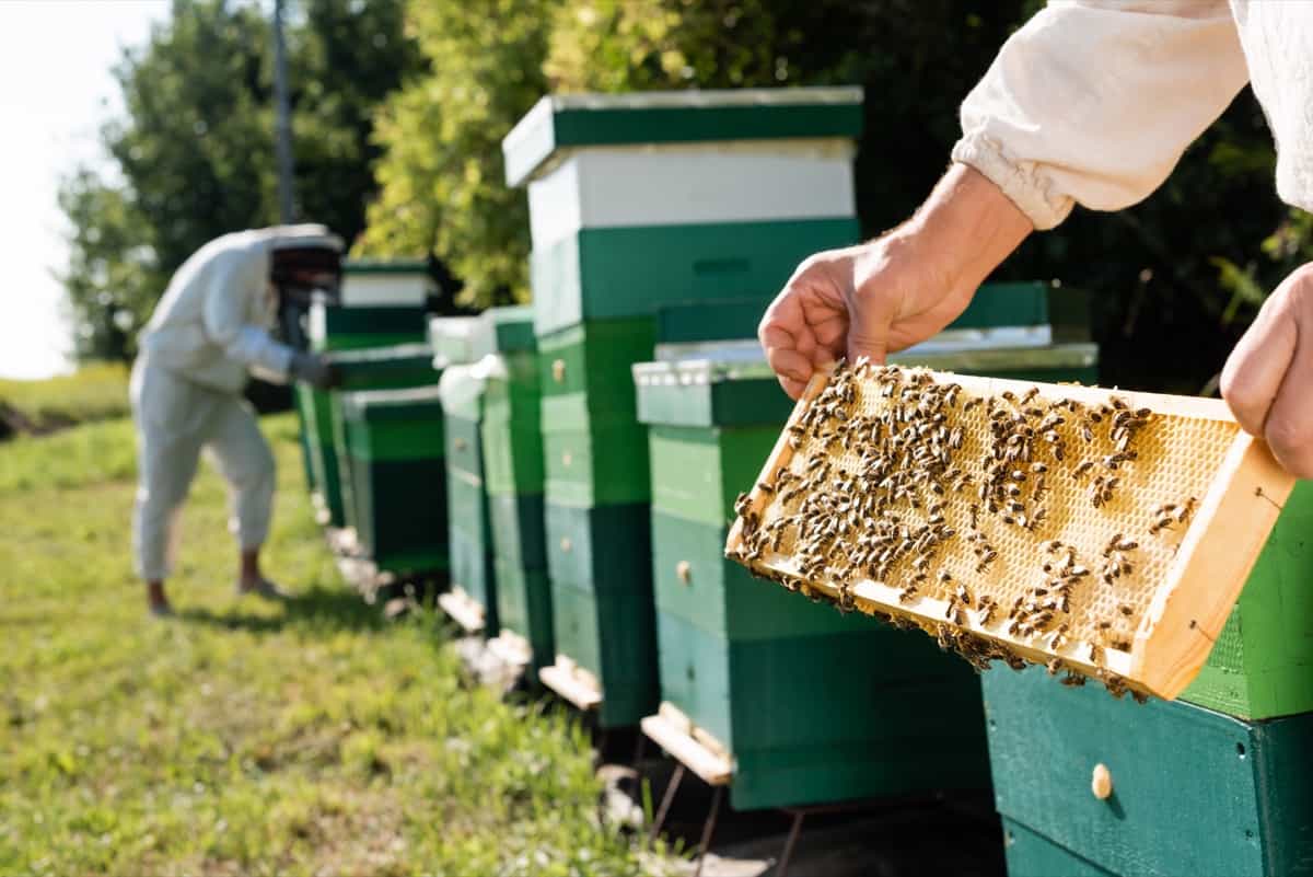 beekeeper with honeycomb frame