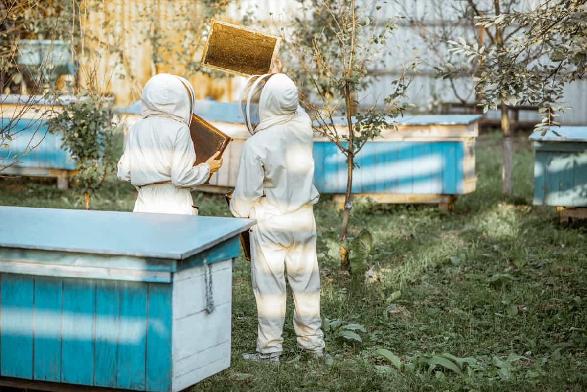 Beekeepers on the apiary