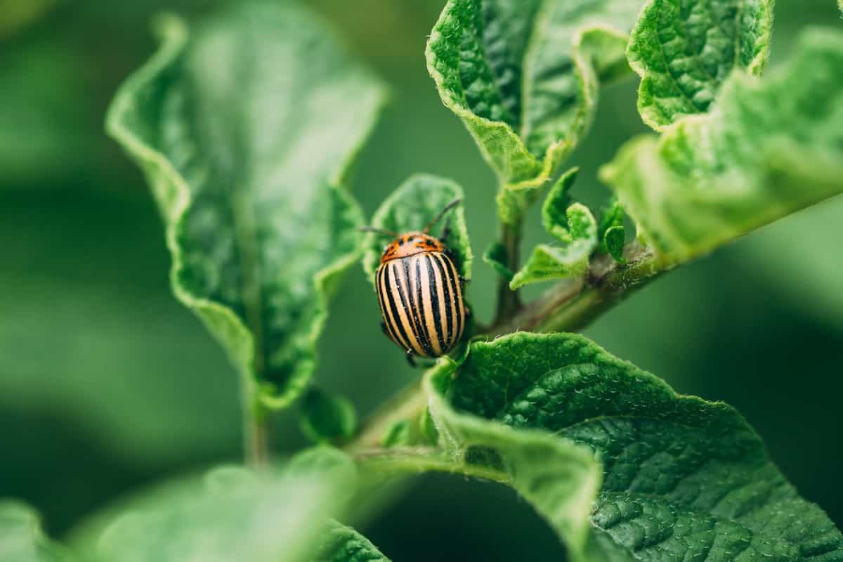 Beetle Management in Plants