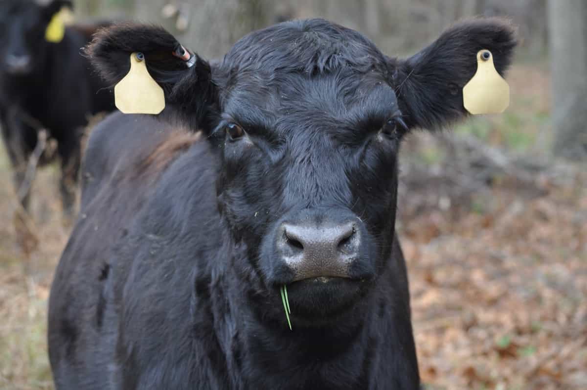 Best Beef Cattle Breeds: Angus