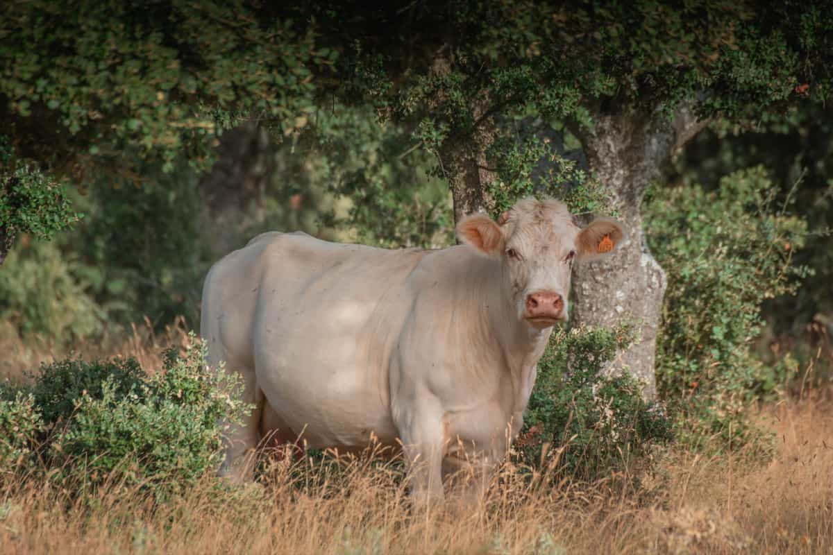 Charolais Cattle Breed