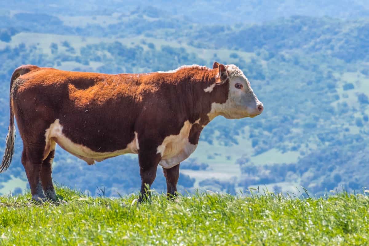 Simmental Beef Cattle Breed