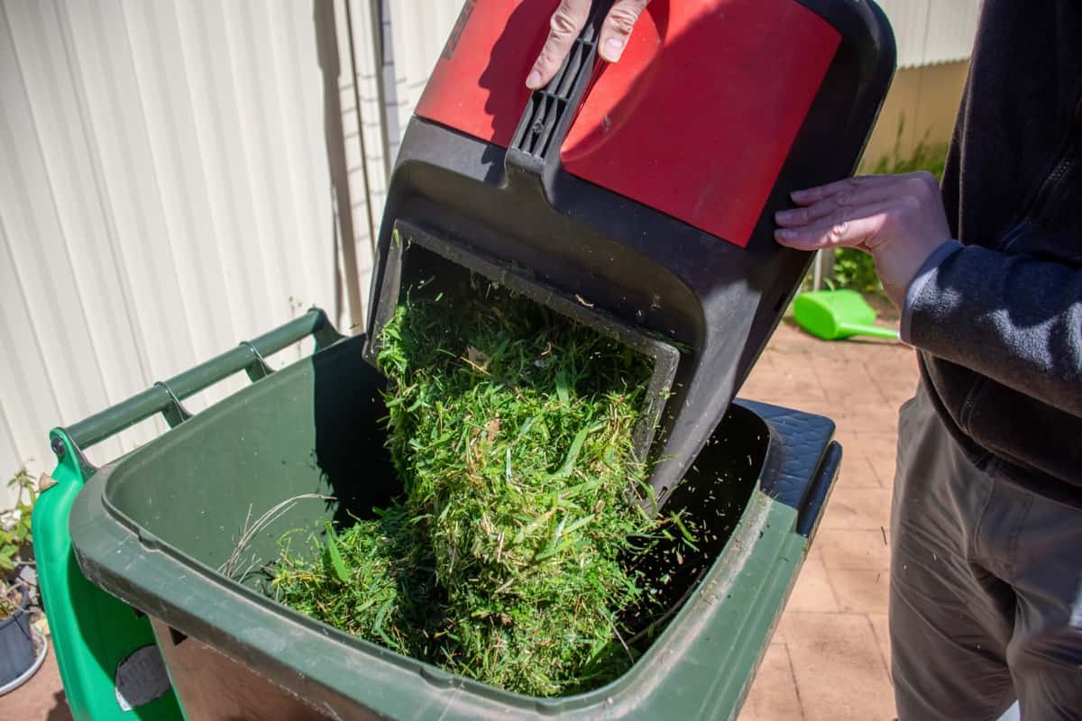 Green bin container filled with mowed grass