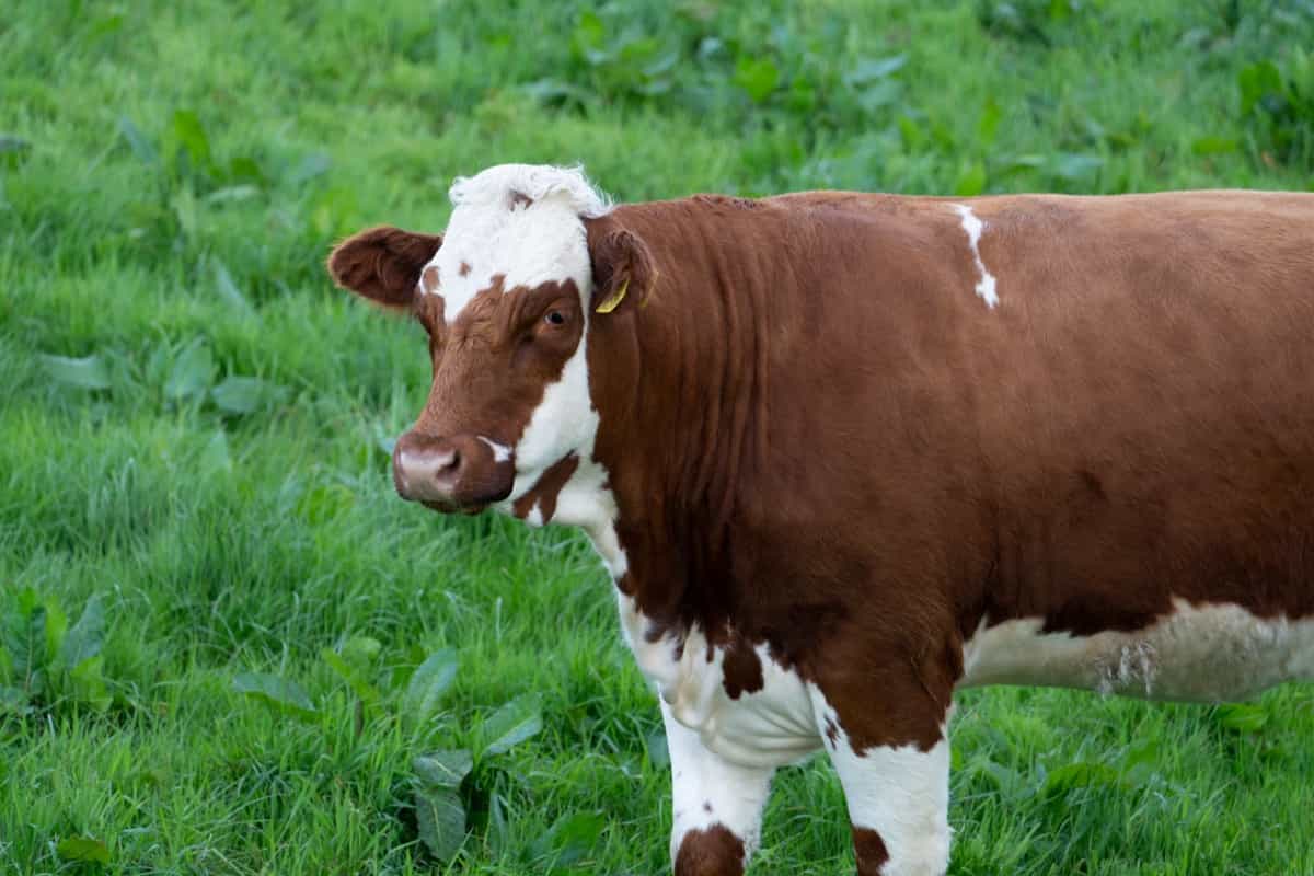 Ayrshire Cattle Breed