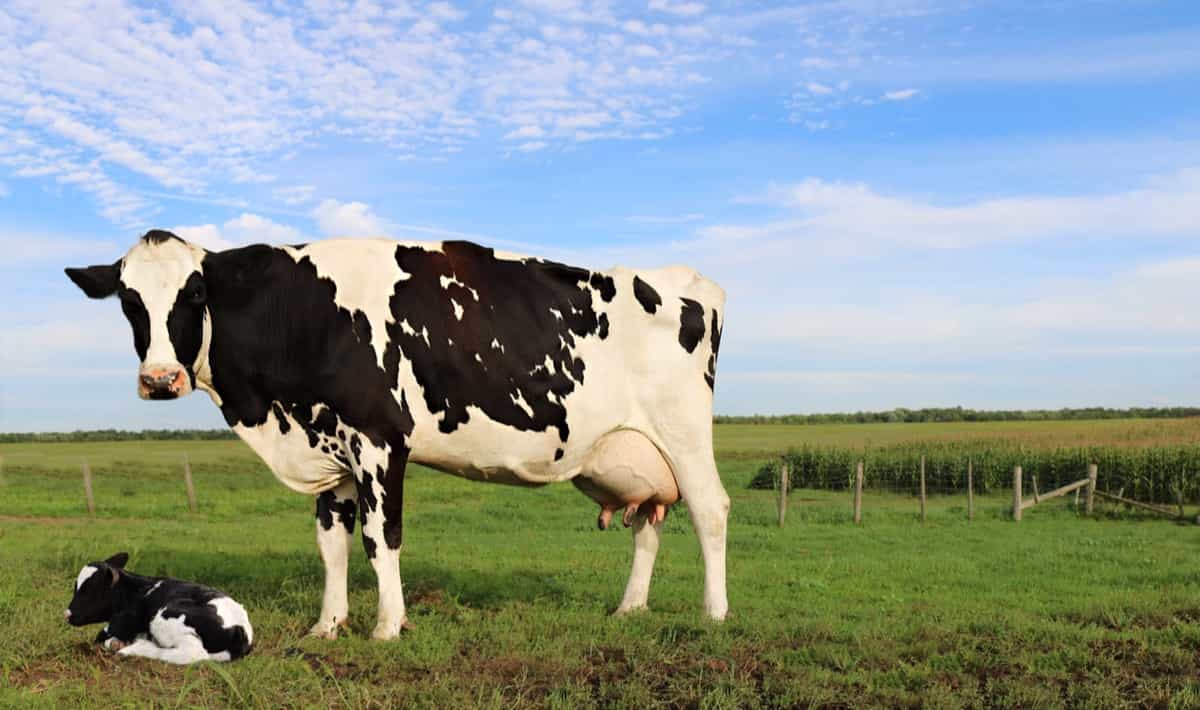 Holstein Cattle Breed