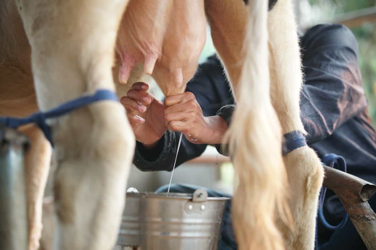Cow Milking Process