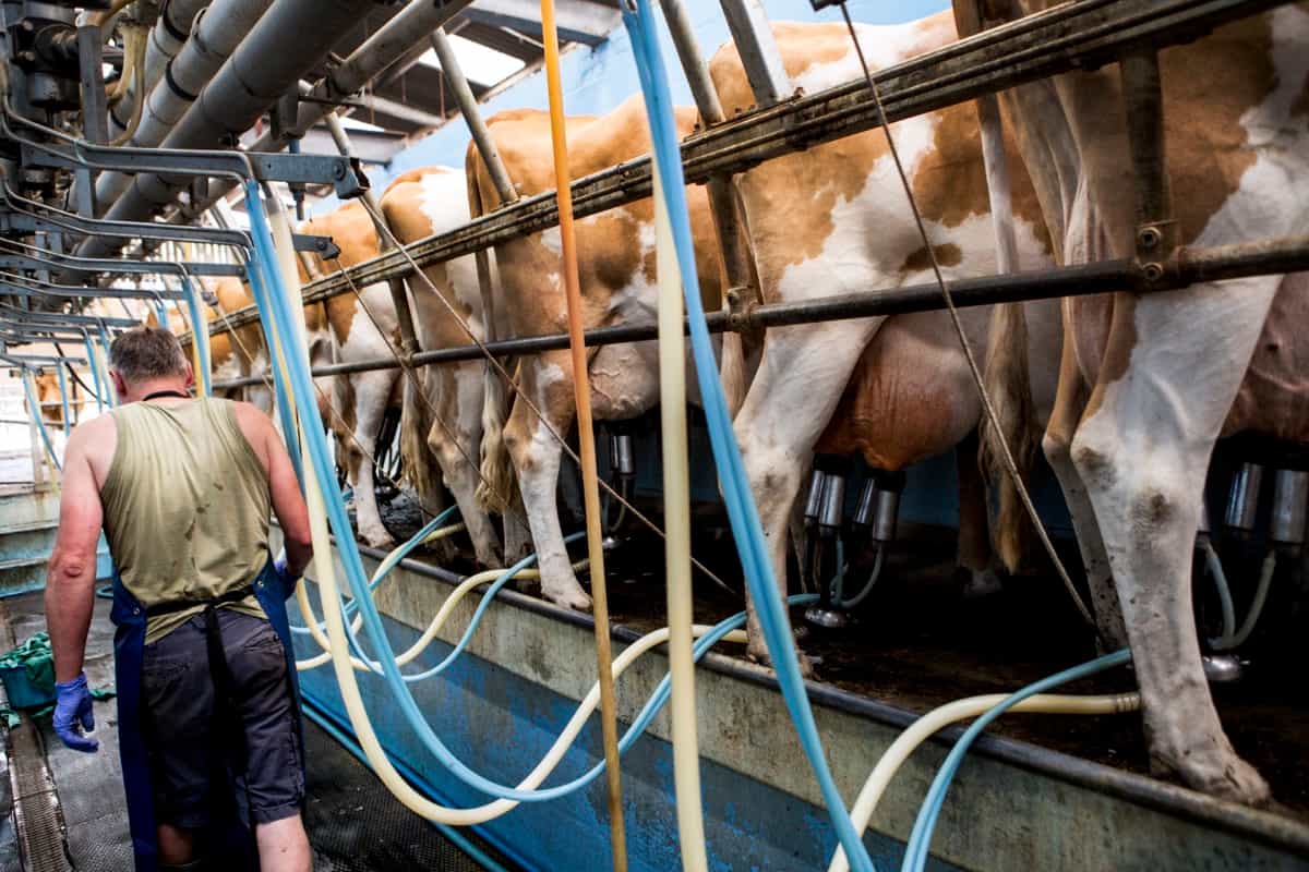 Automated Cow Milking Line