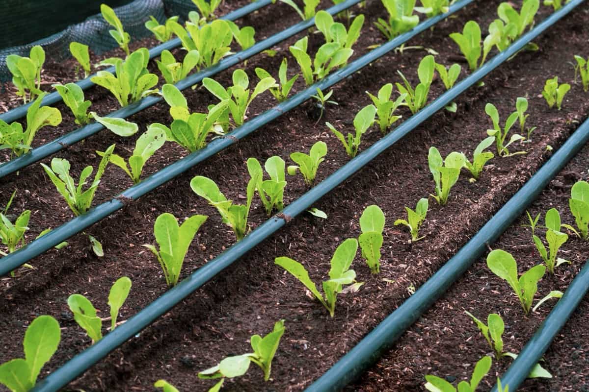 8 Best Drip Irrigation Kits in India: Guide to Buying the Best Drip Irrigation Kit at an Affordable Price