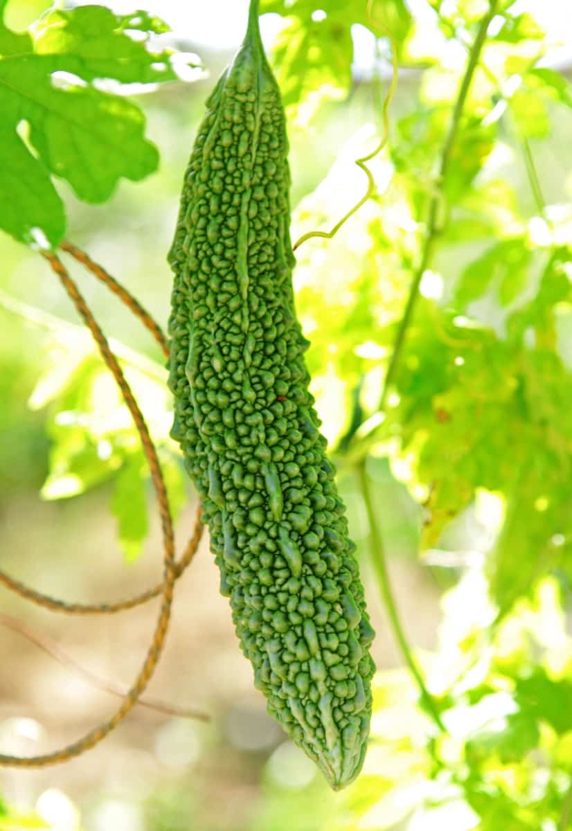 Best Fertilizer for Bitter Gourd