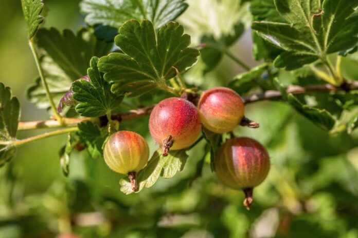 Best Fertilizer for Indian Gooseberry/Amla: Organic, Homemade, NPK ...