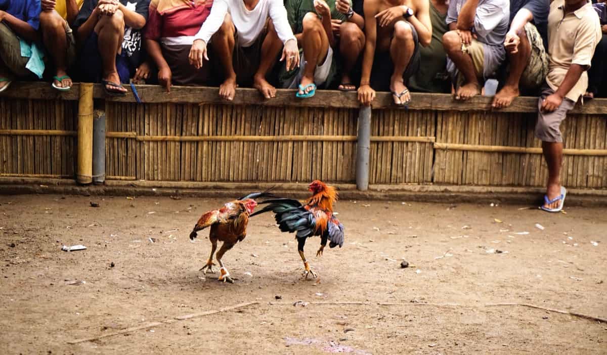Chicken Fighting Game