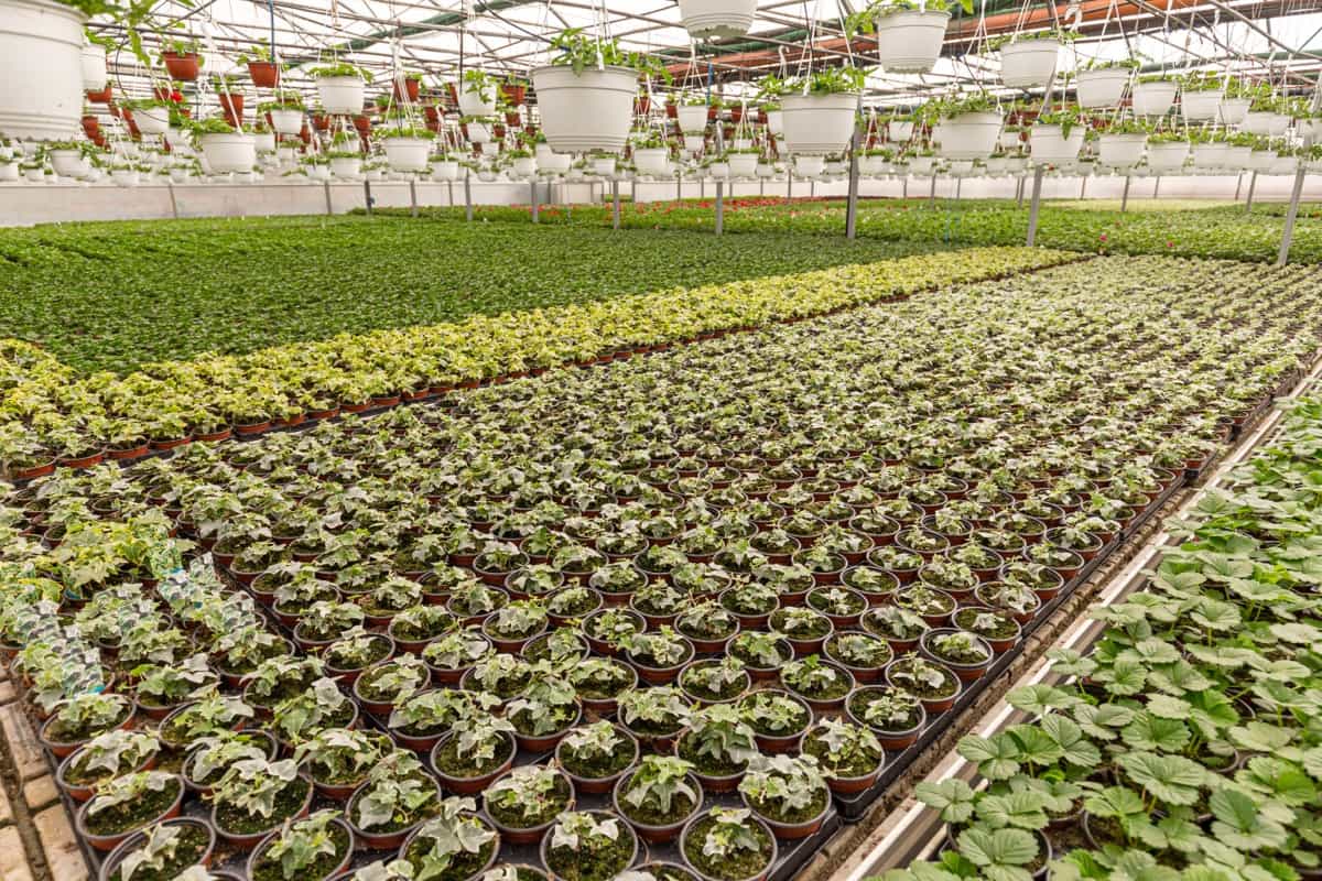 Large Scale Plant Nursery