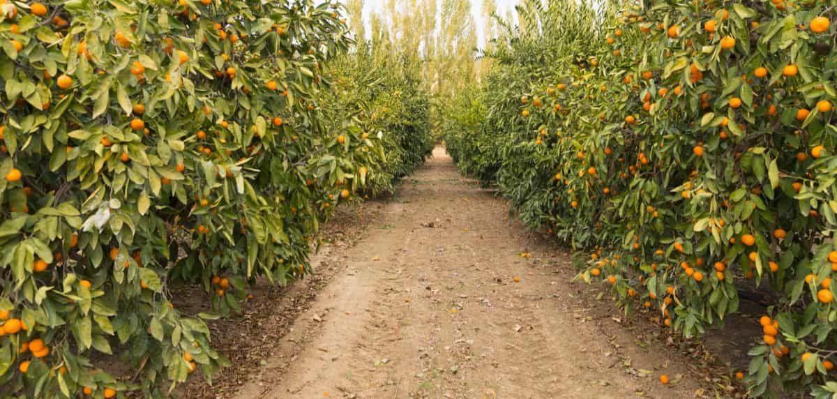 Oranges Plantation
