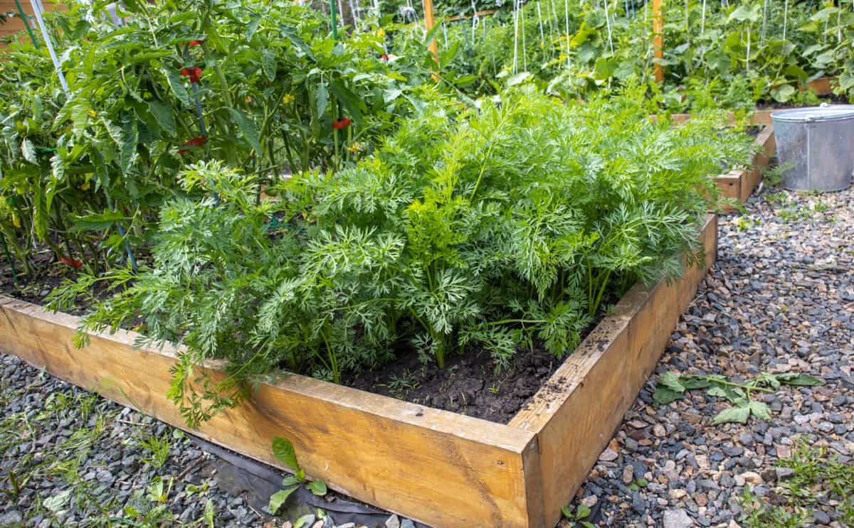 Growing vegetables on a raised wooden bed in the backyard garden