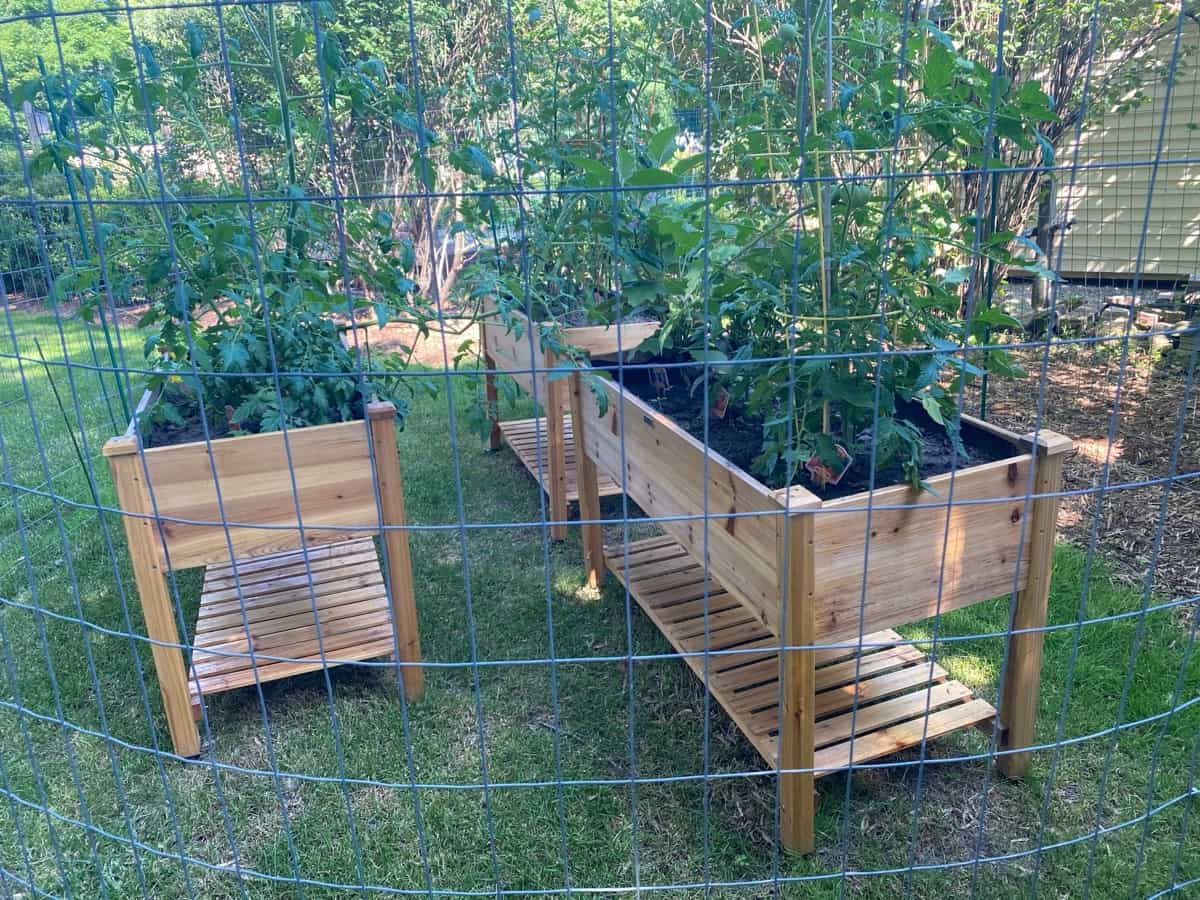 Raised garden beds with tomatoes 