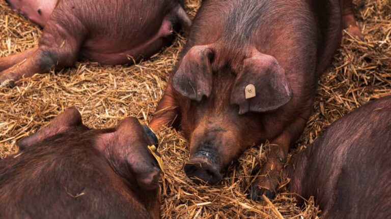 20 Best Pig Weight Gain Supplements: Top Swine Weight Gain Formulas