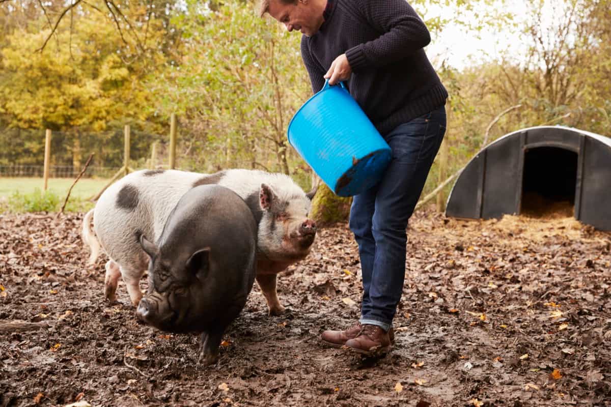 Feeding Rare Breed Pigs In Garden