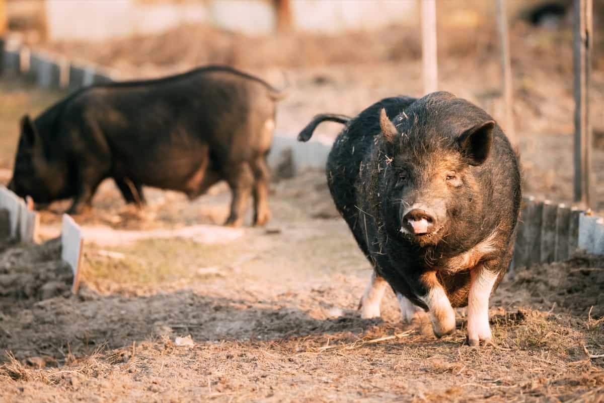 Black Pig Running In Farm Yard