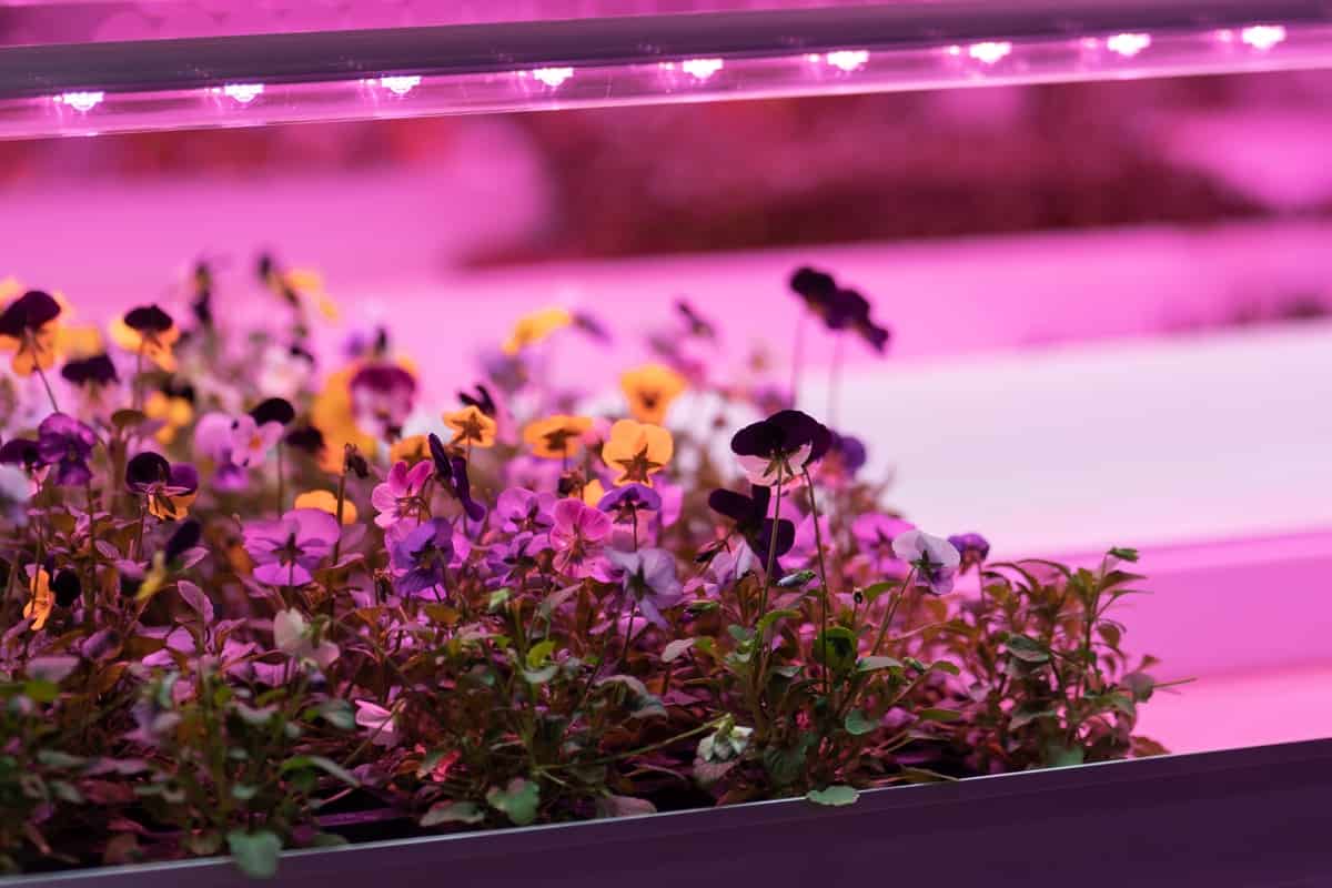 Use of Grow Lights in Hydroponics