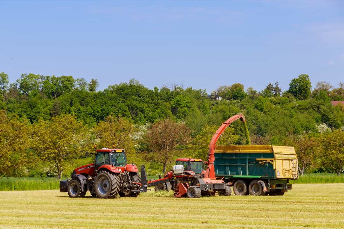 Forage harvester cutting silage in the field and filling the tractor trailer
