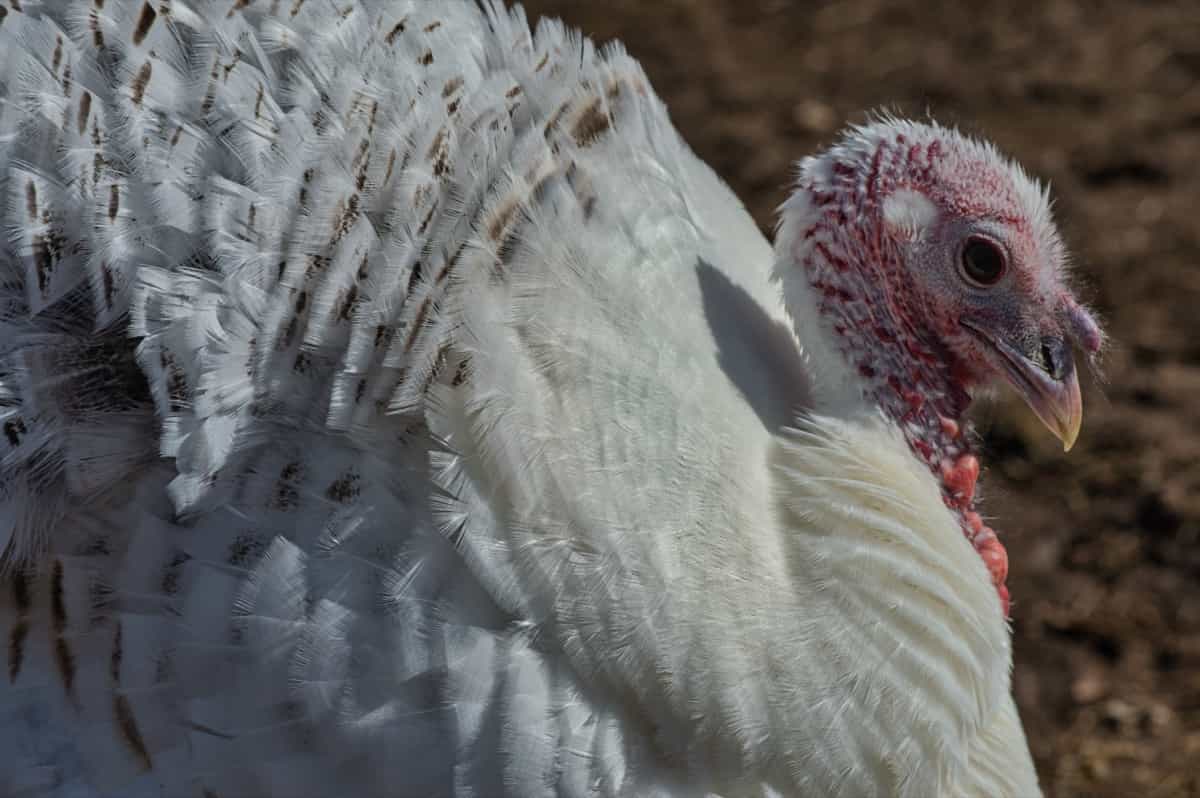 Best Turkey Breeds to Raise for Meat: Broad Breasted Bronze
