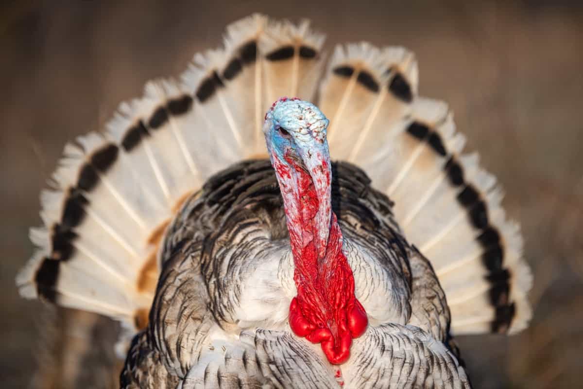 Best Turkey Breeds Raise for Meat4