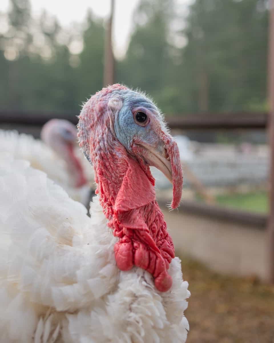 White Holland Turkey Breed