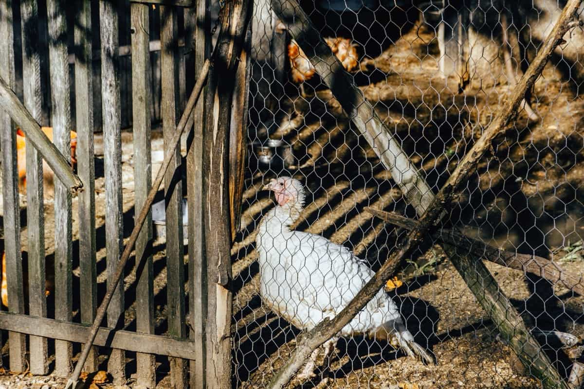 Beltsville Small White Turkey in a farm
